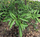 ชื่อต้น : Adansonia madagascariensis 