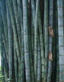 ชื่อต้น : ไผ่ / Bamboo
