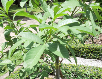 ชื่อต้น : Adansonia kilima 