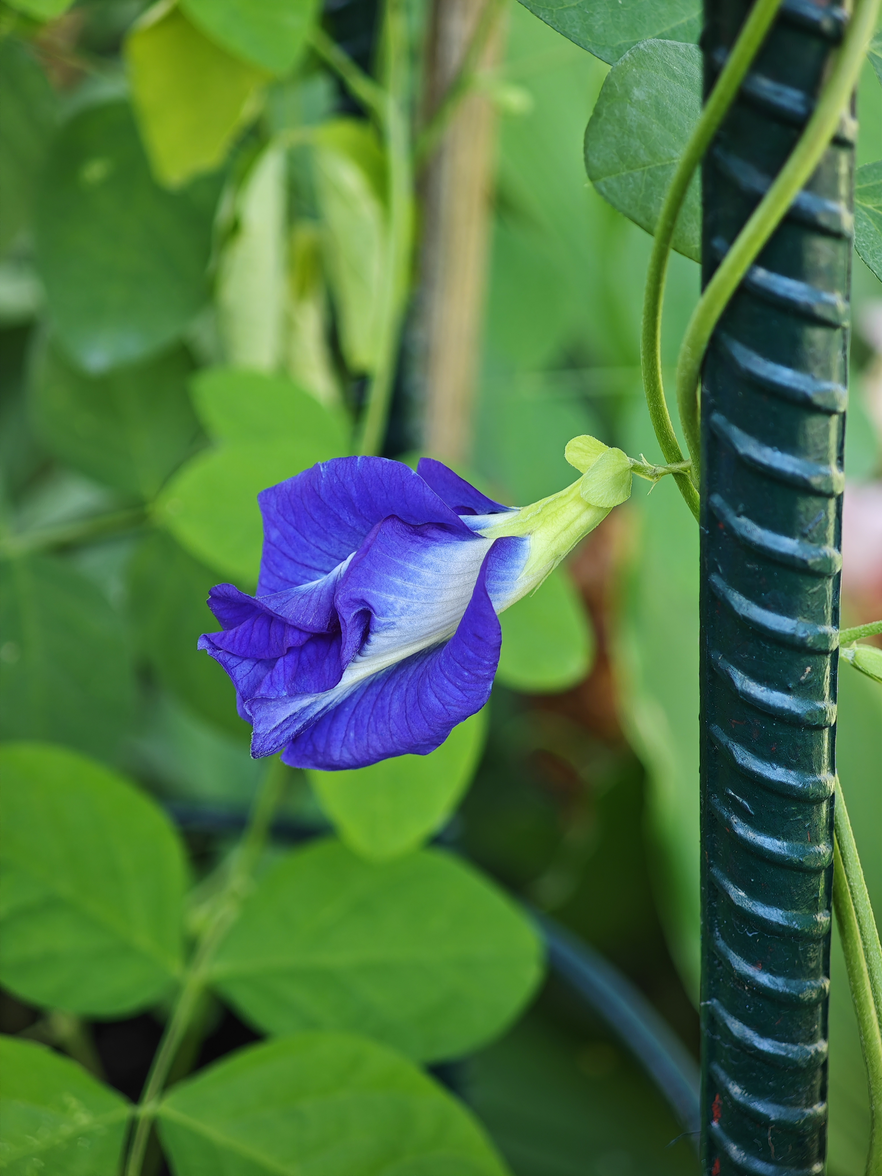 อัญชันเทพรัตน์ไพลิน 63