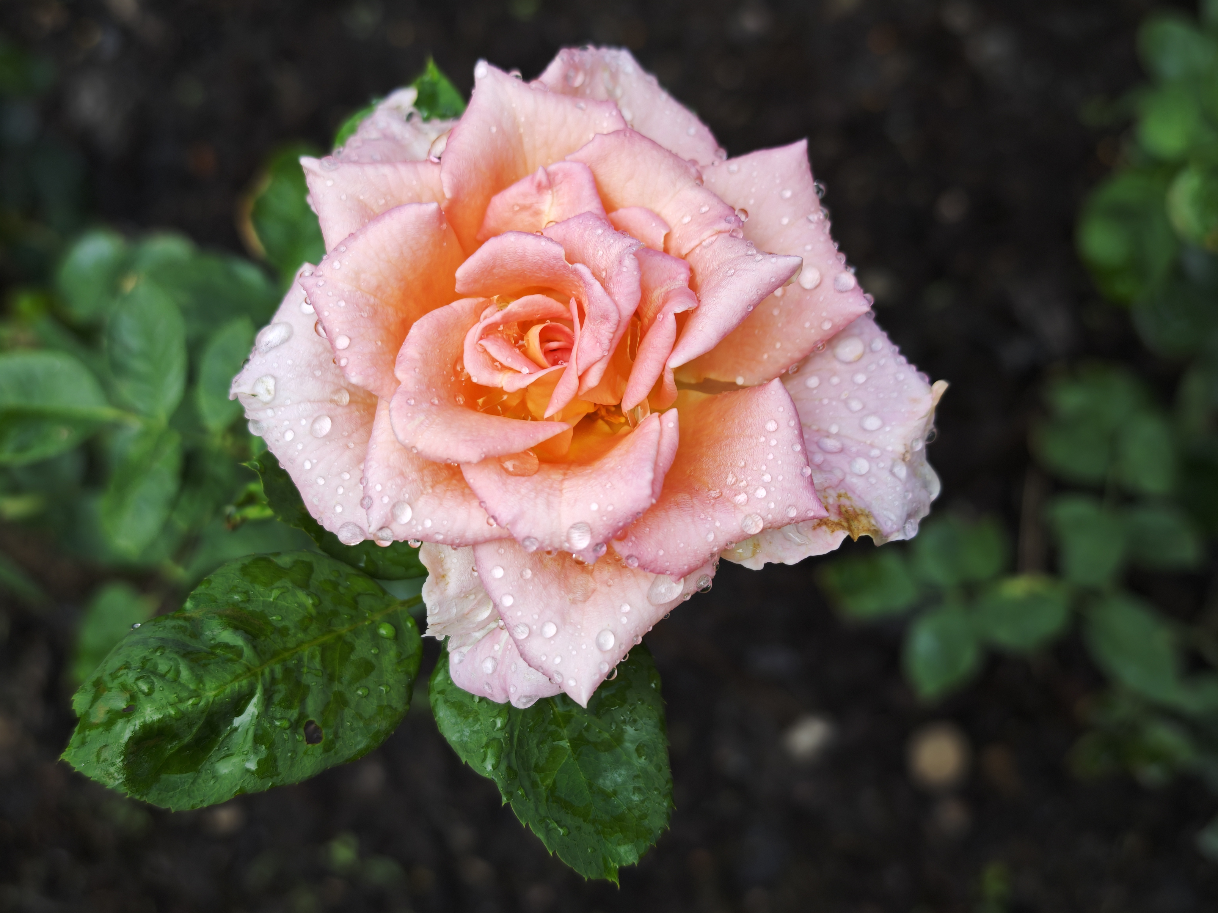 กุหลาบพระนามสิรินธร