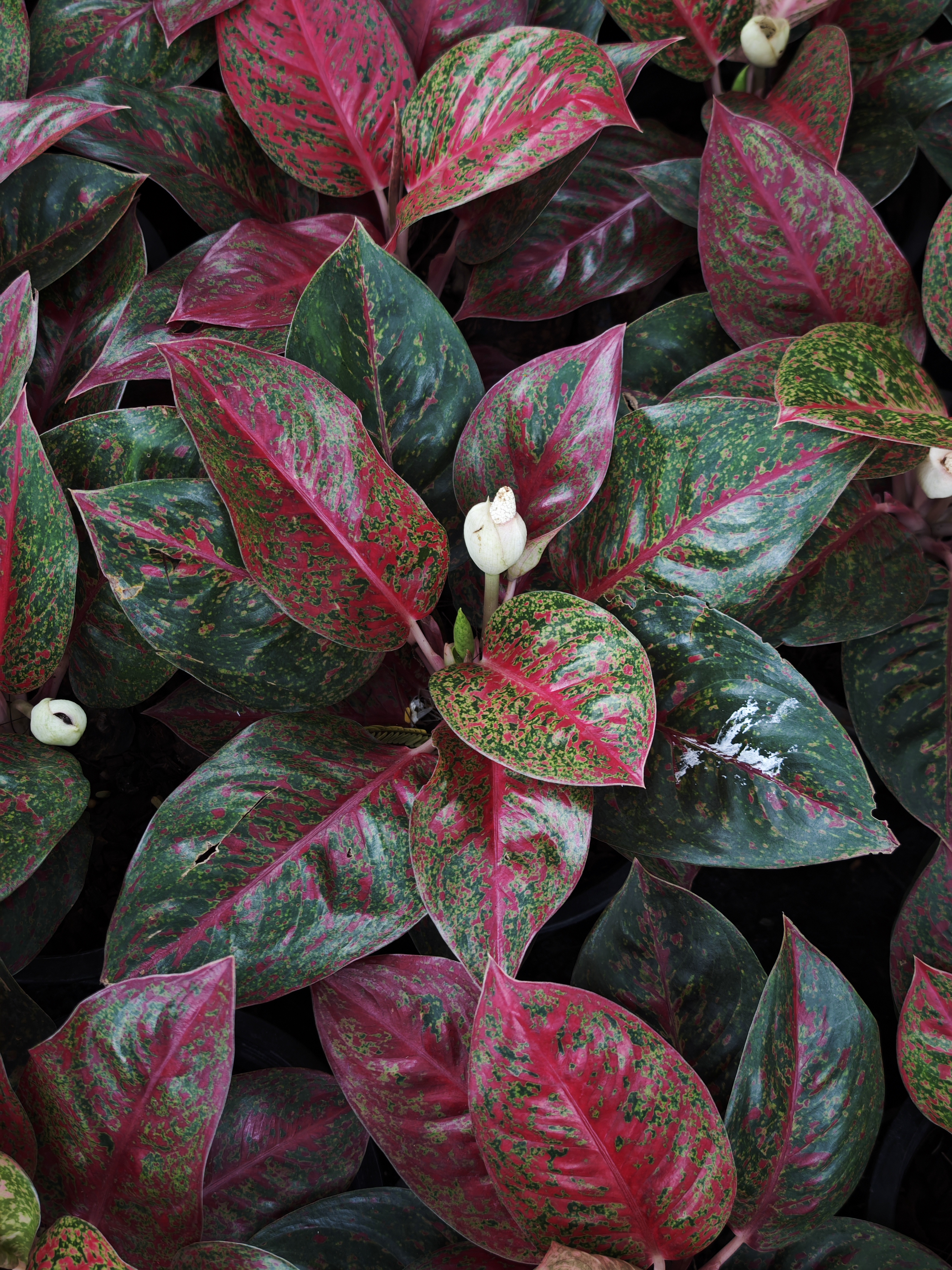 แก้วกาญจนา