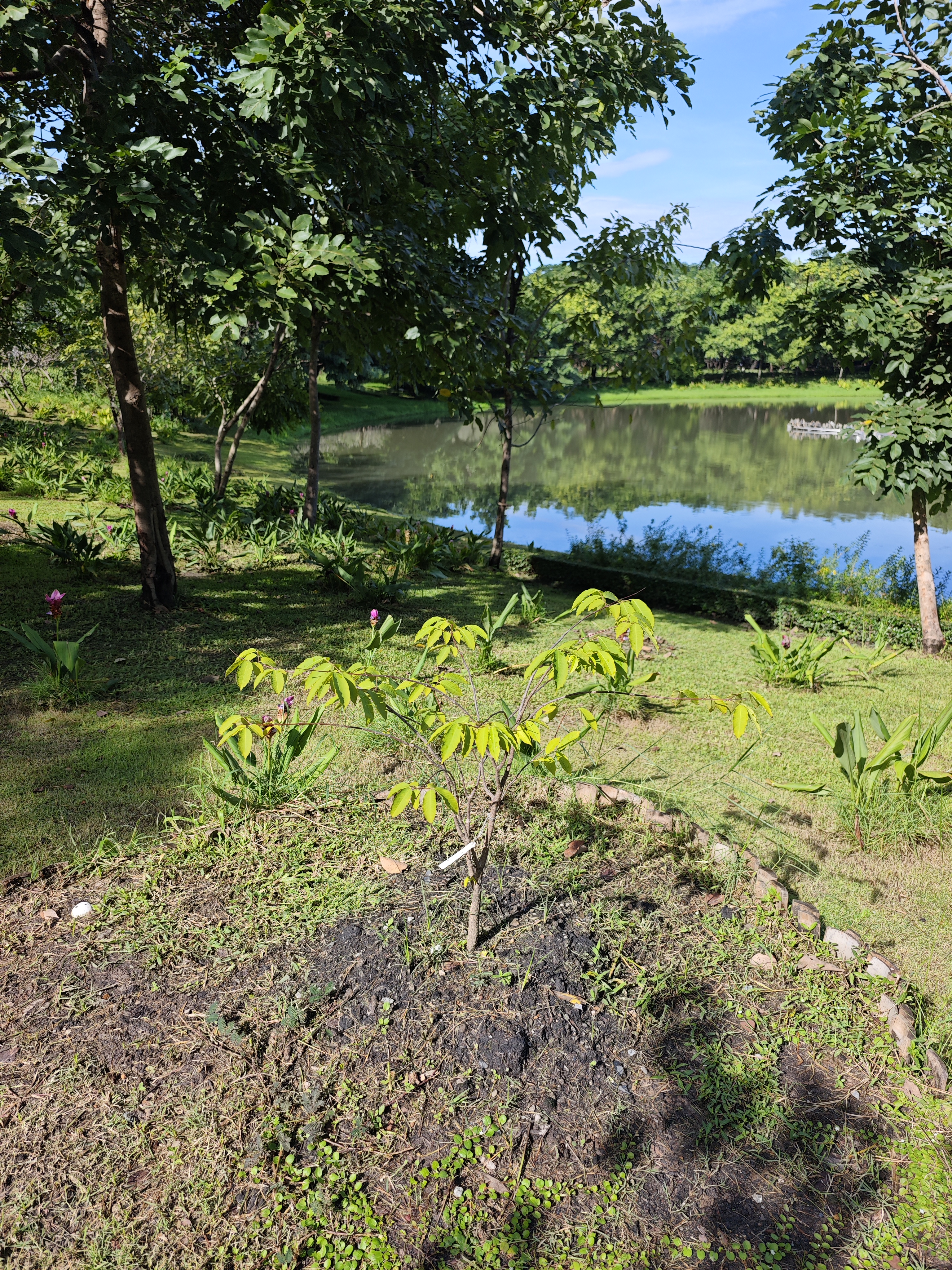 โมกสะเกิน