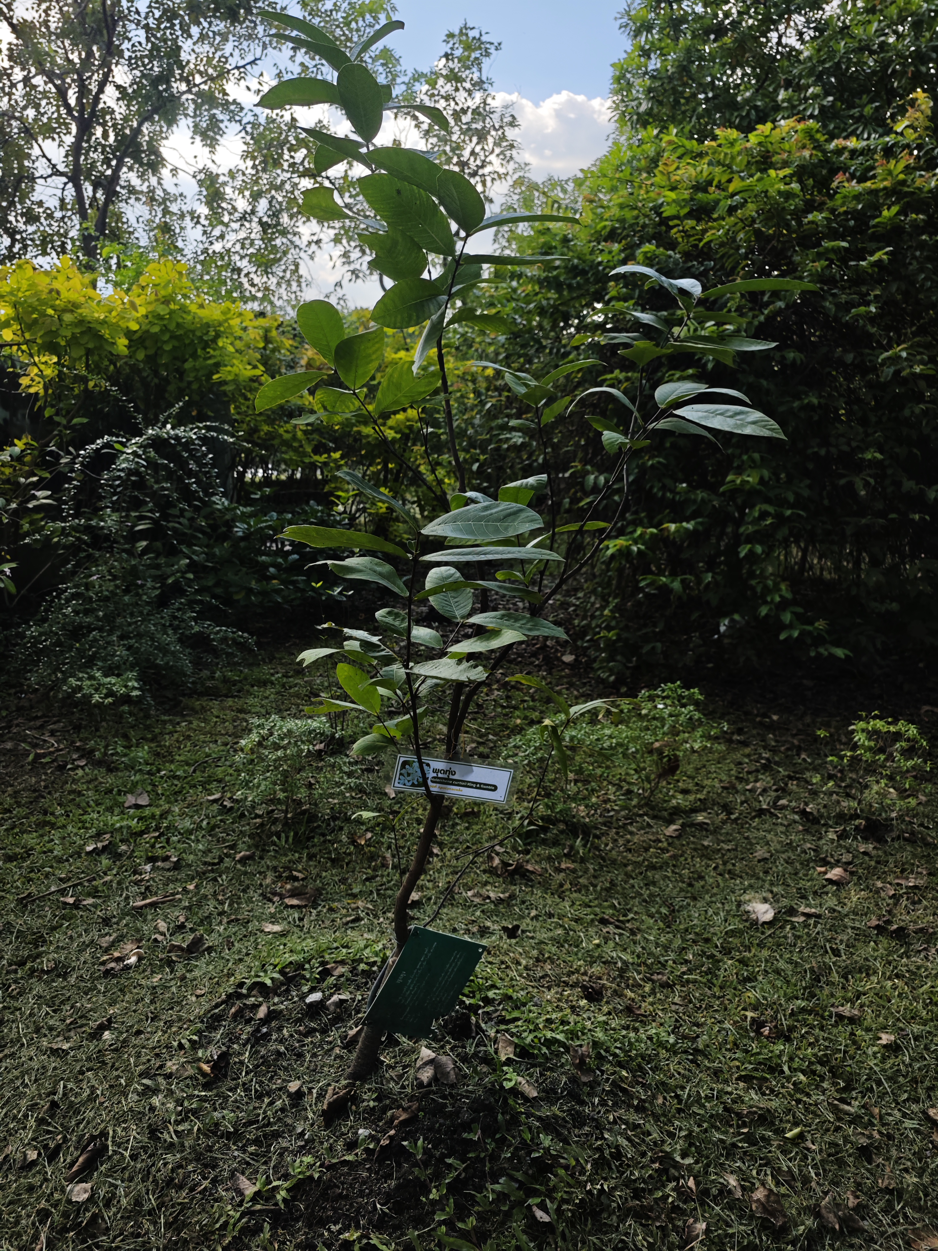 พุดทุ่ง