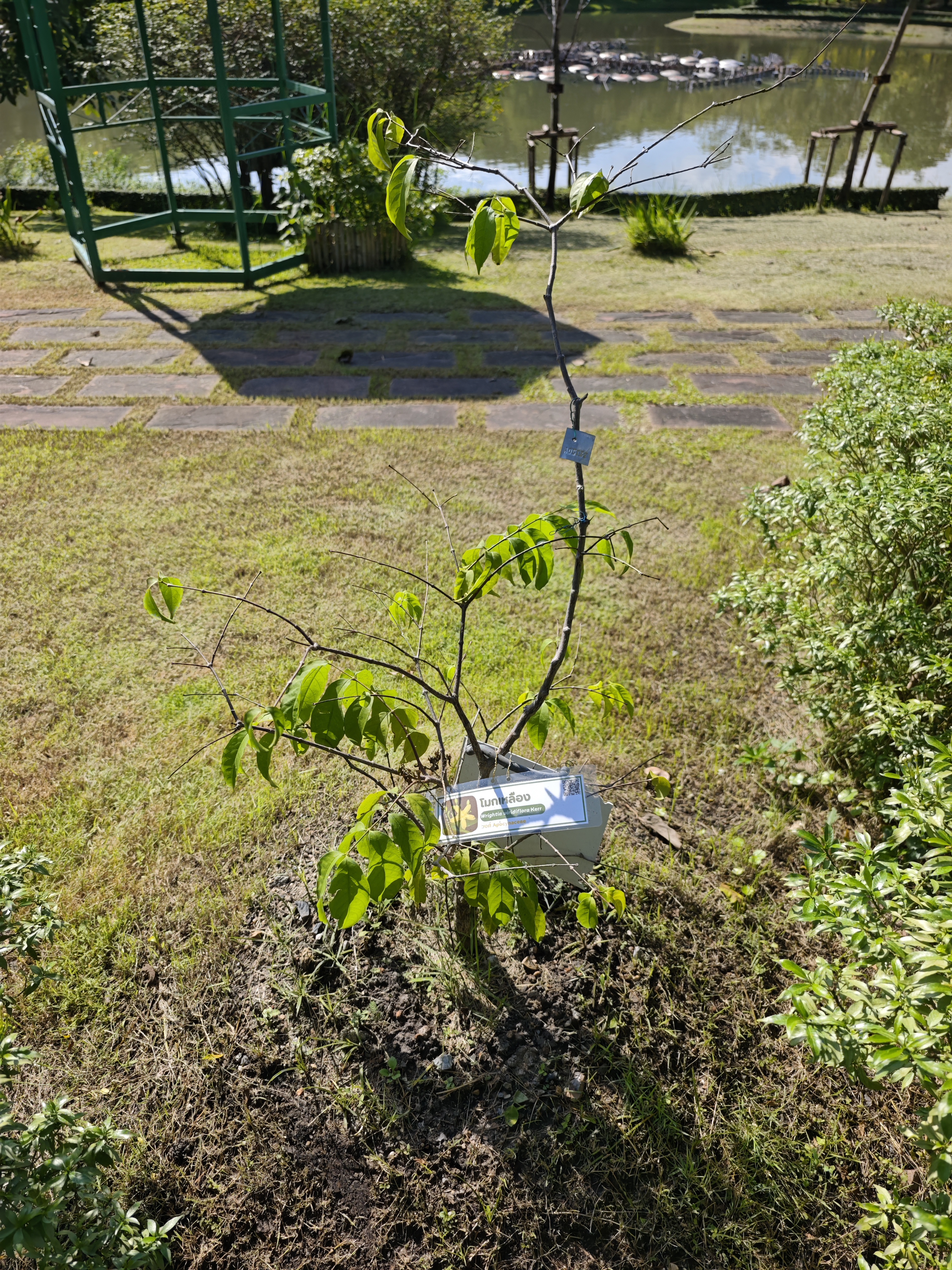 โมกเหลือง