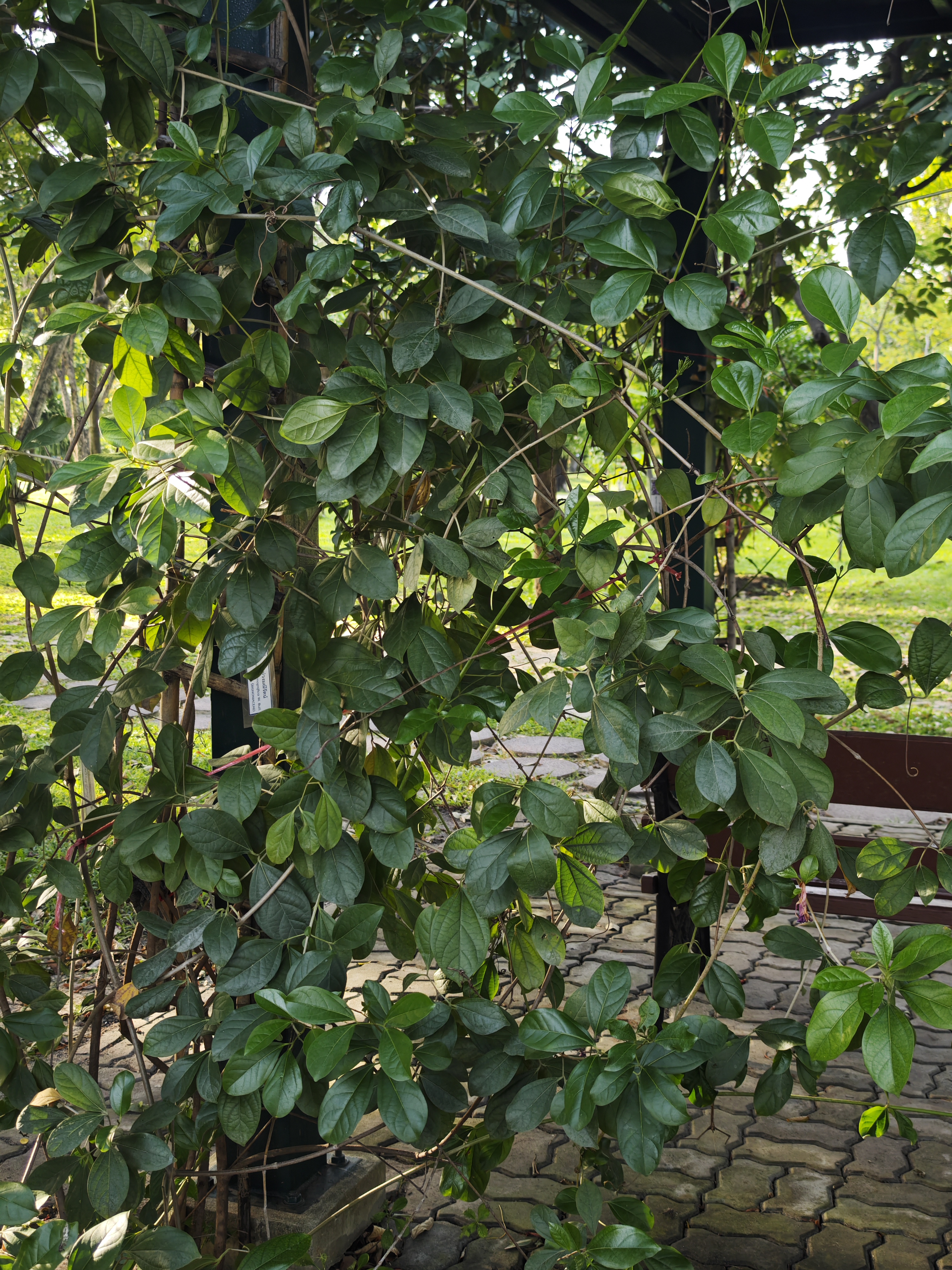 ม่วงมณีรัตน์