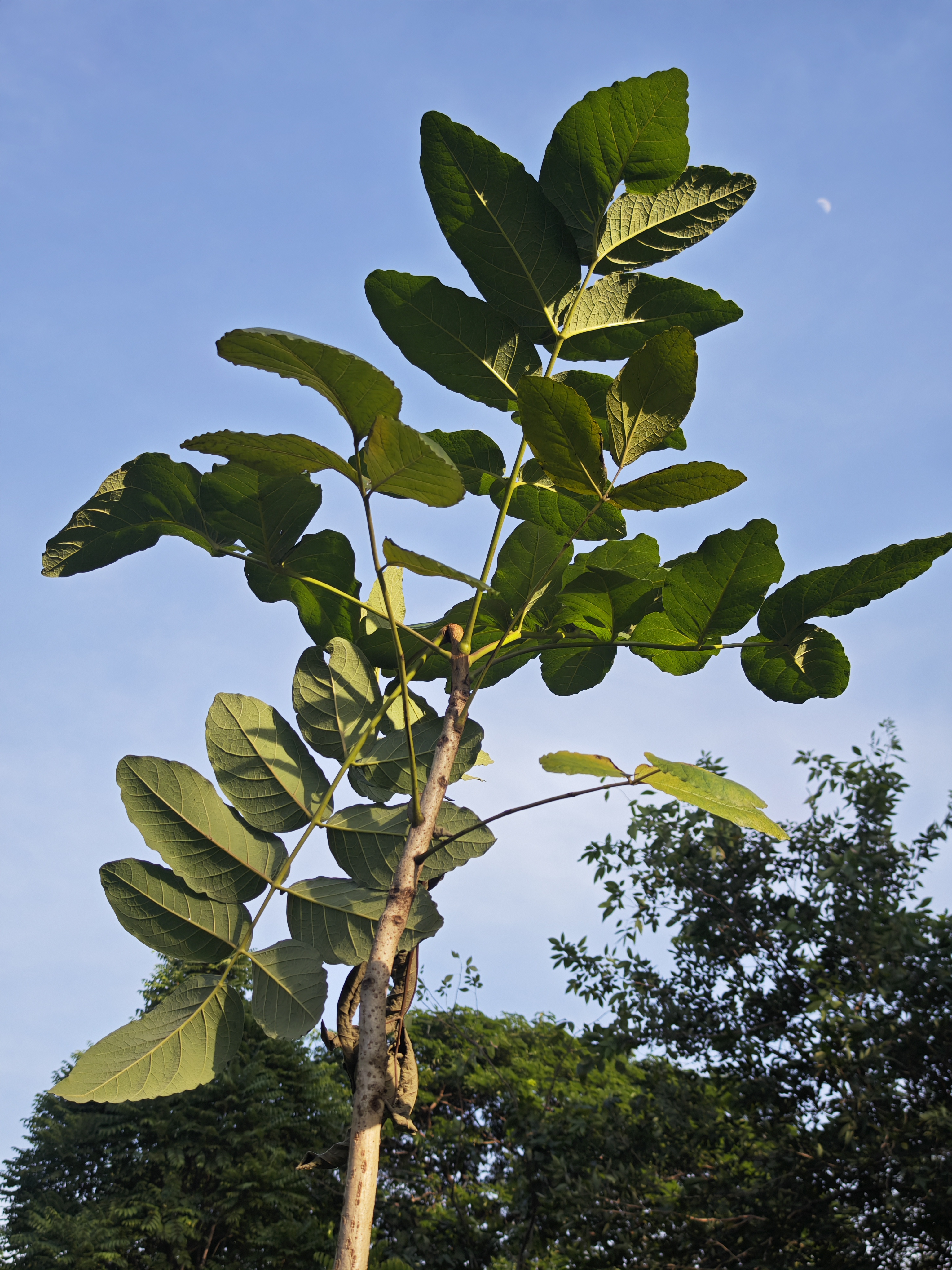 แครักฟ้า