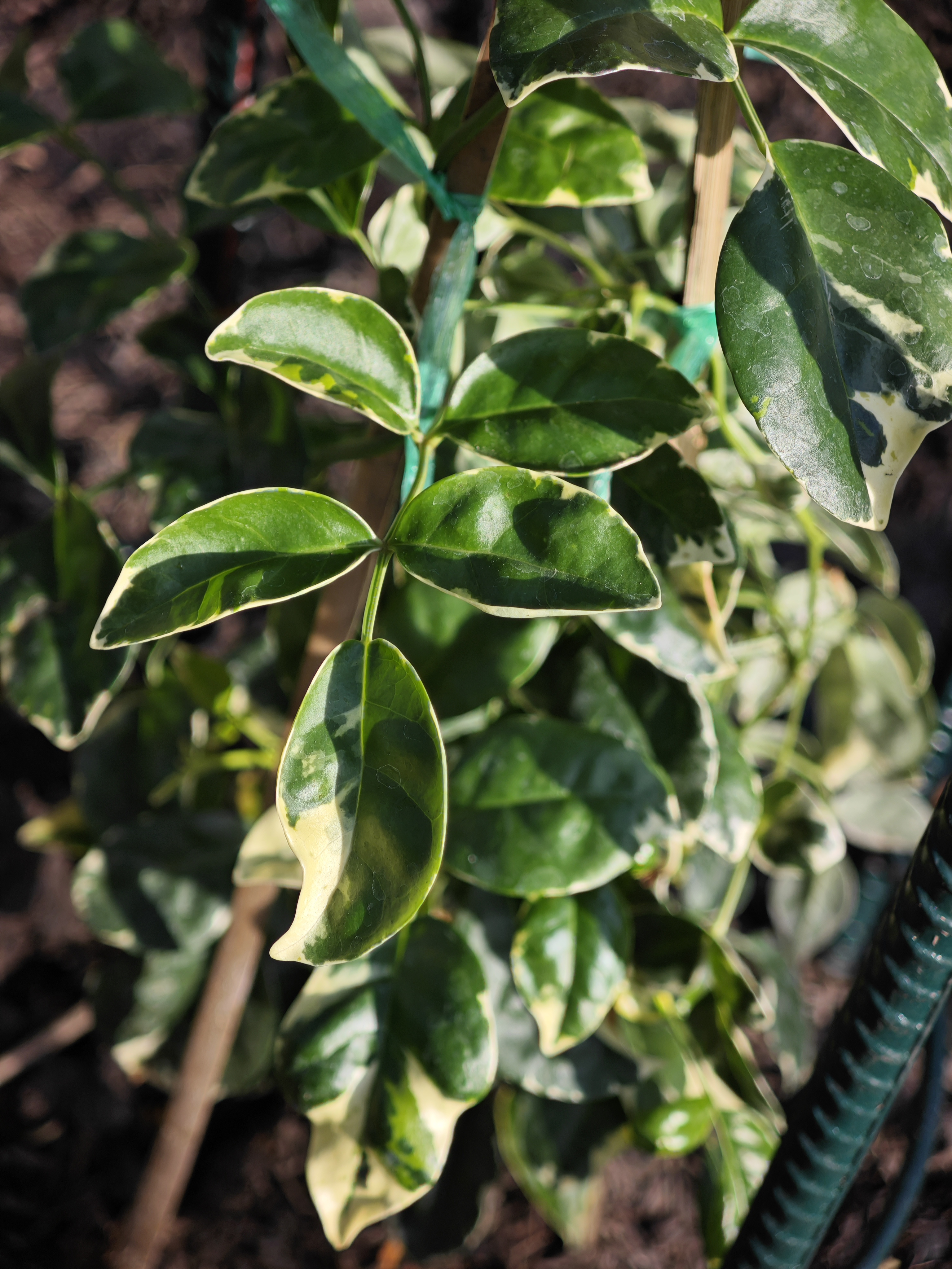 จัสมินด่าง