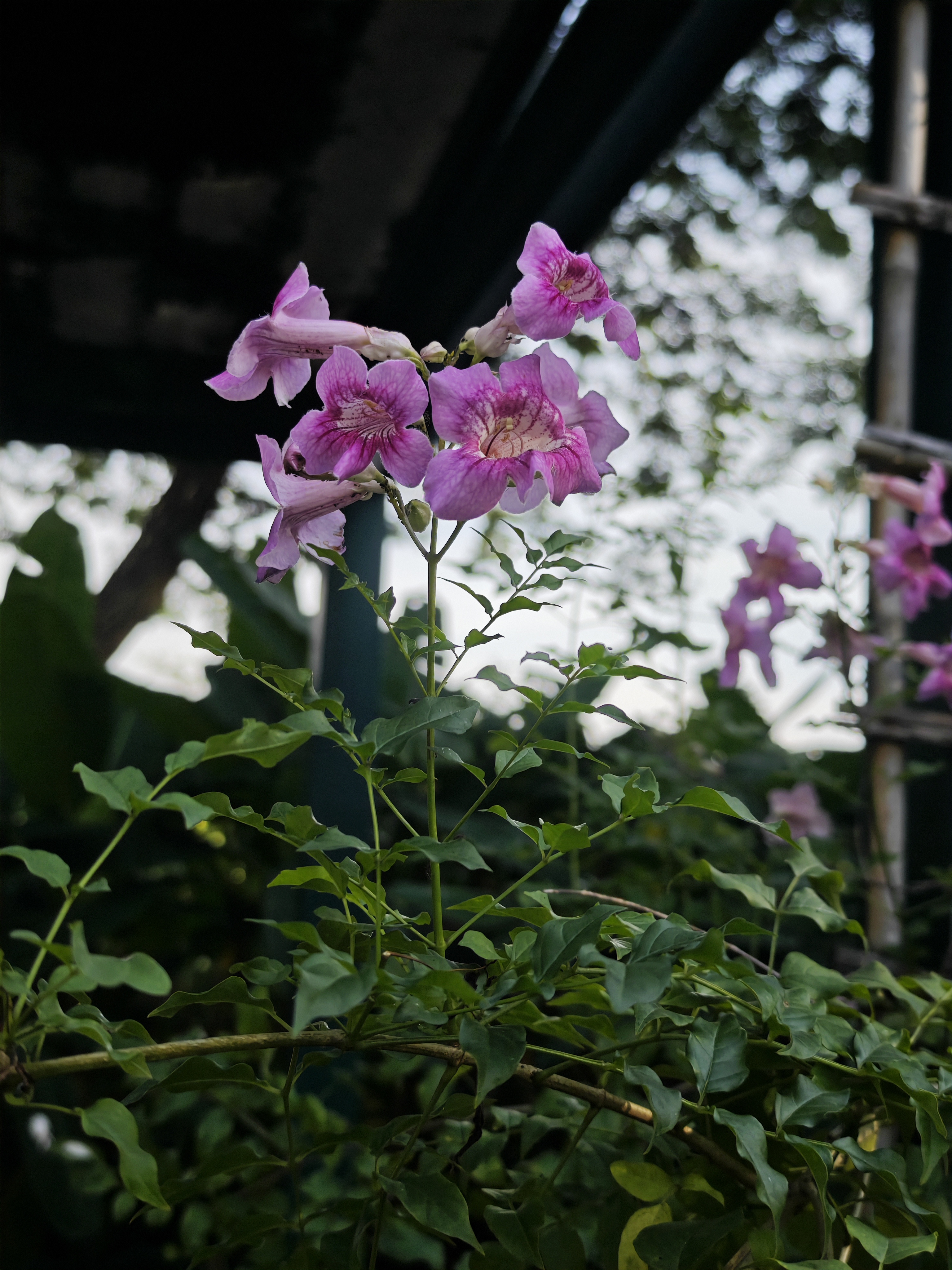 ชมพูฮาวาย