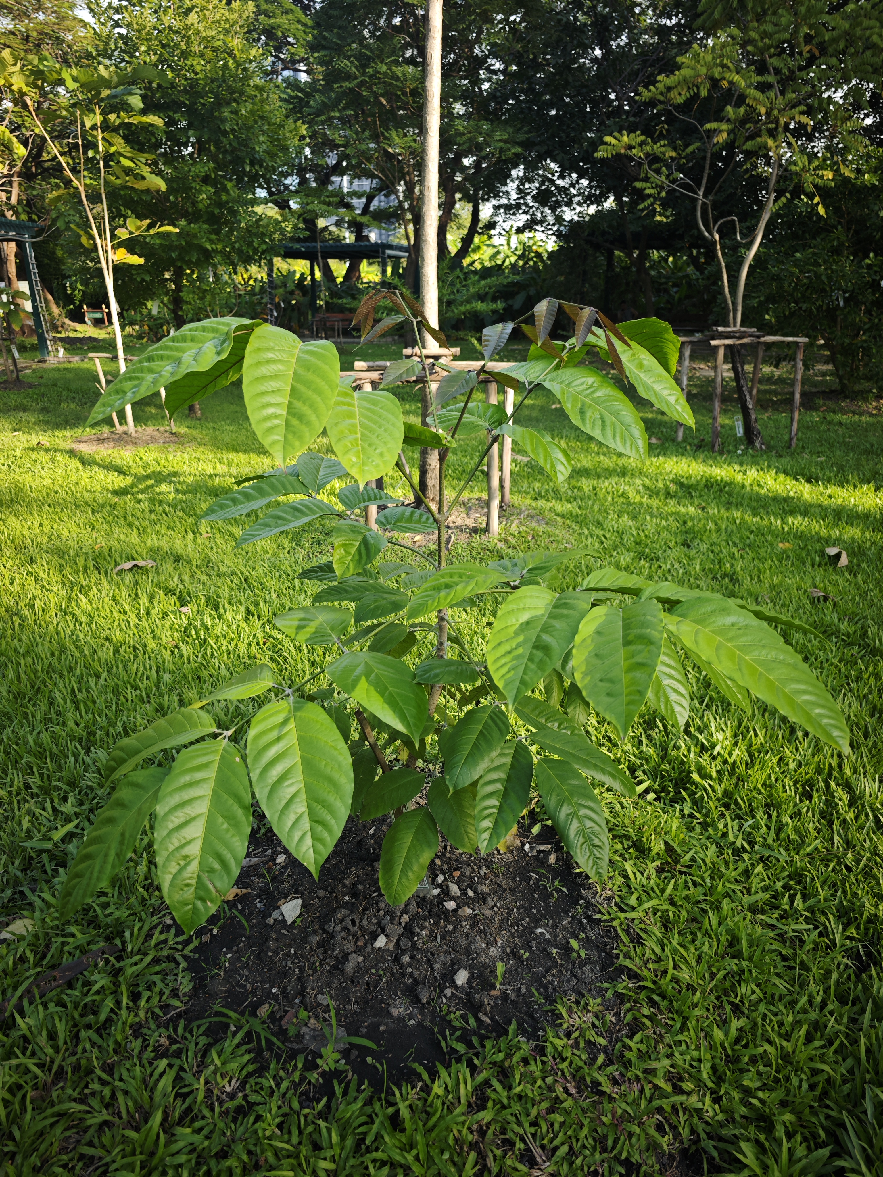 แคชาญชัย