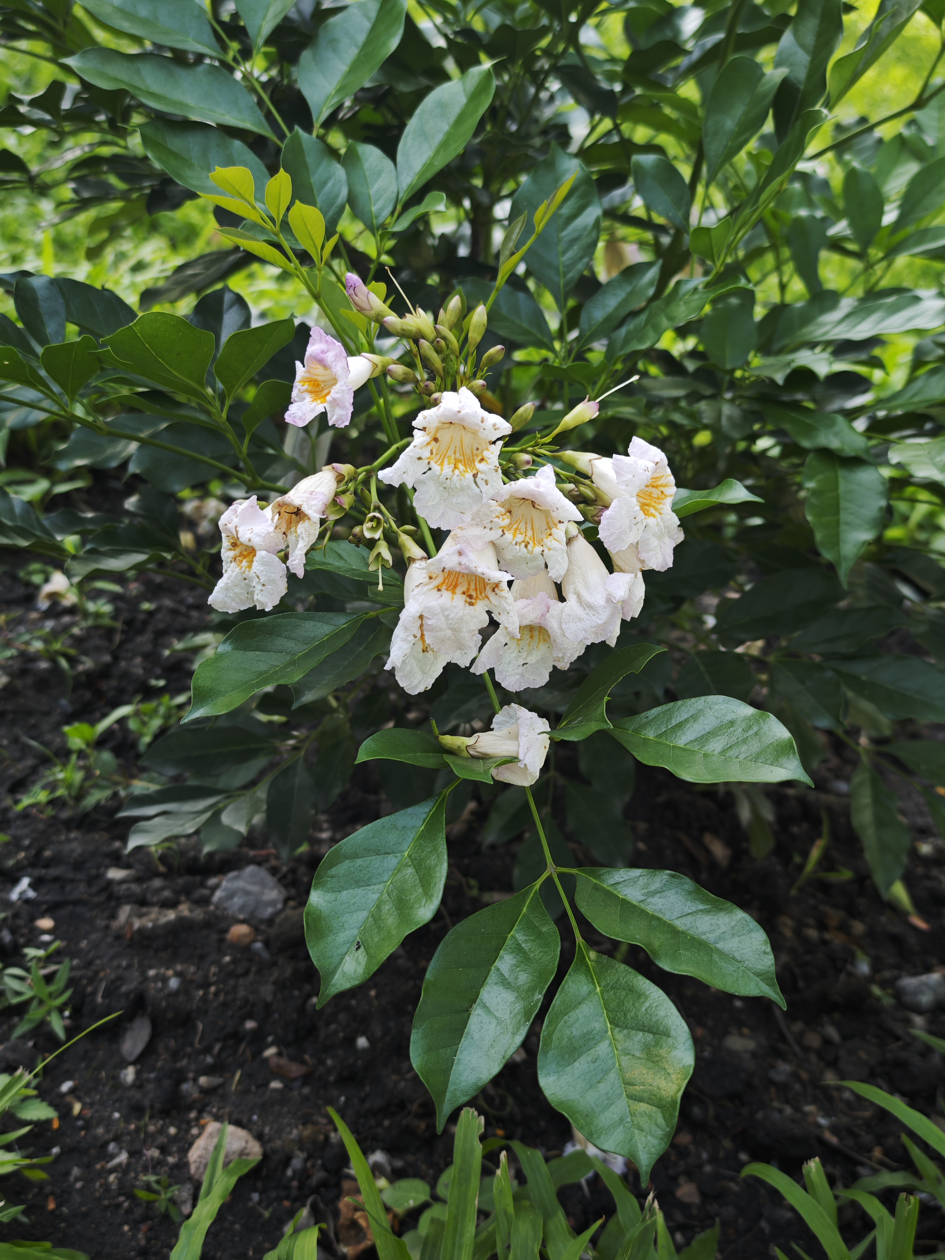 ปีบยูนนาน